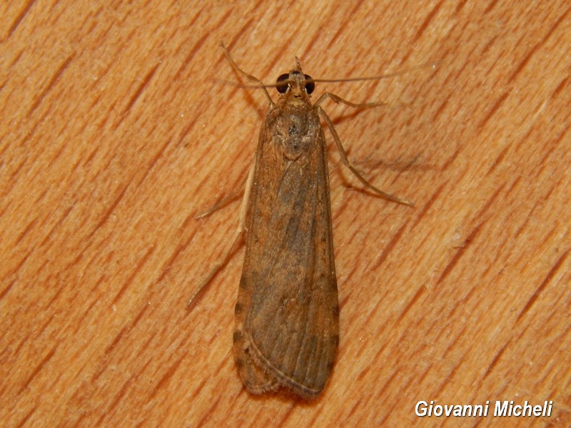 Nomophila noctuella ? S